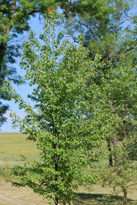 Acer rubrum 'Red Sunset' - javor červený - letní habitus (65)